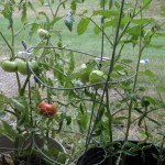 My Tomato Garden at My Apartment