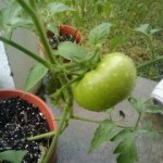 My tomato plant