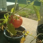 My tomato is ready