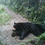 Black bear at Palm Beach Zoo