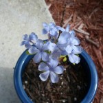 My blue flowers