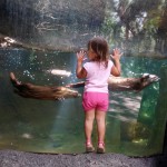 Otters at Palm Beach Zoo